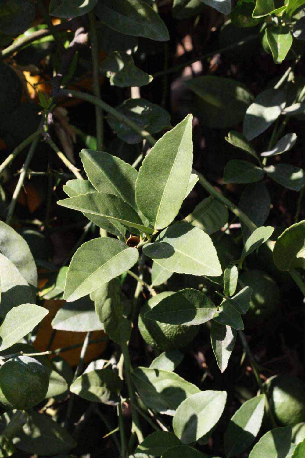             Sun leaves (Riverside, CA)       